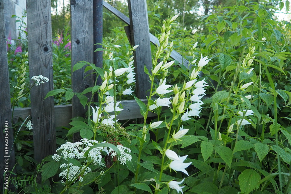 Papier peint photo avec Campanules blanches sauvages en sous-bois #1864050860