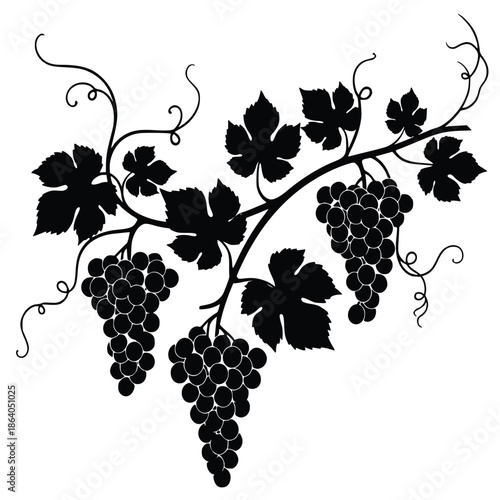 Elegant black and white silhouette illustration showcases lush bunches of ripe grapes hanging from a vine branch