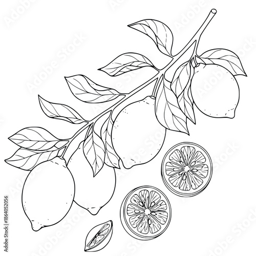 Beautiful black and white line art illustration depicts lemons hanging from a vibrant branch, complete with leaves and detailed citrus slices
