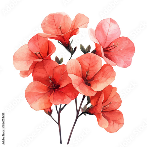 Bougainvillea Flower, delicate painting watercolor vector with vivid brush accents, isolated on a white background.