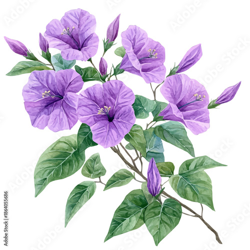Bougainvillea Flower, delicate painting watercolor vector with vivid brush accents, isolated on a white background.