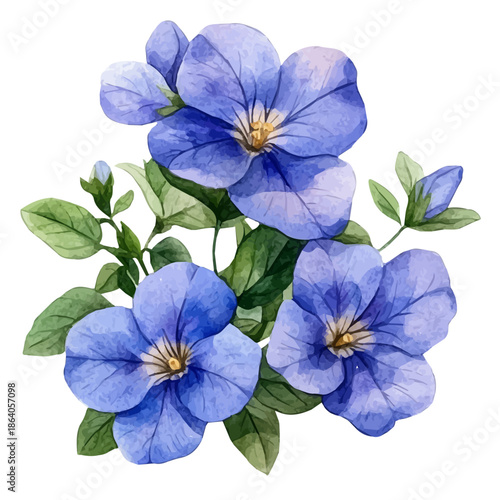 Bacopa Flower, delicate painting watercolor vector with vivid brush accents, isolated on a white background.