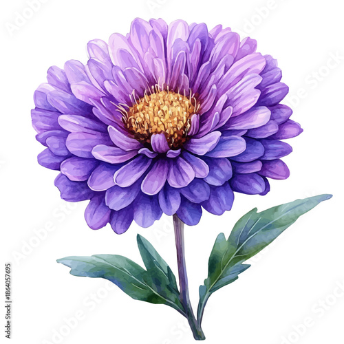 Aster Flower, delicate painting watercolor vector with vivid brush accents, isolated on a white background.