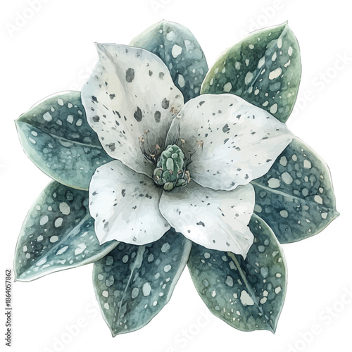 Astrophytum Flower, elegant watercolor vector painting with refined details, isolated on a white background.