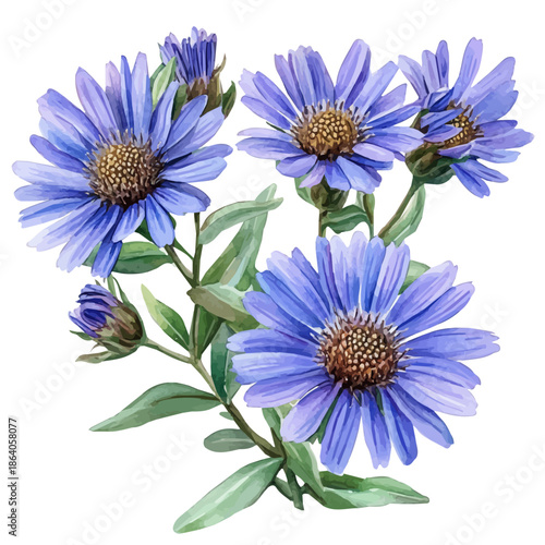 Aster Flower, delicate painting watercolor vector with vivid brush accents, isolated on a white background.