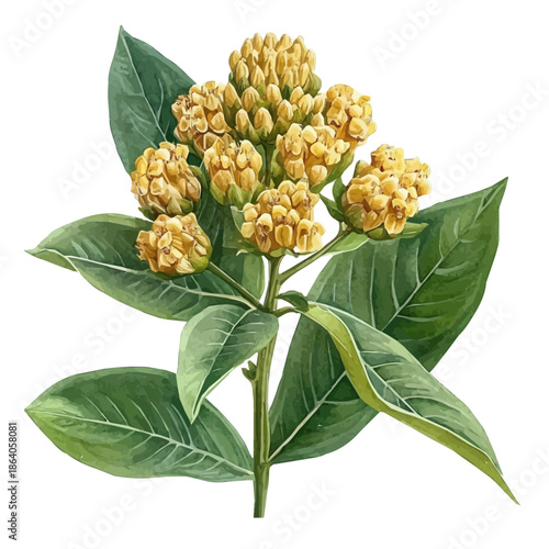 Asclepias Flower, vibrant painting vector in watercolor style with playful brushwork and lively colors, isolated on a white background.