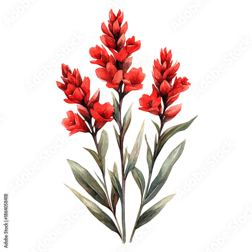 Anigozanthos Flower, elegant watercolor vector painting with refined details, isolated on a white background.