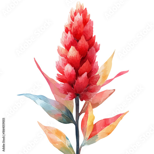 Amaranth Flower, vibrant painting vector in watercolor style with playful brushwork and lively colors, isolated on a white background.