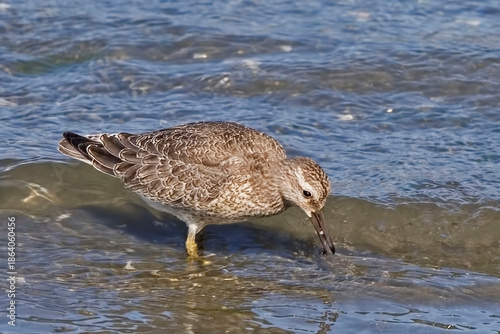 Juvenile Red Knot, Calidris canutus, in water