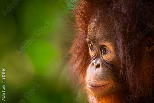 Baby Orangutan