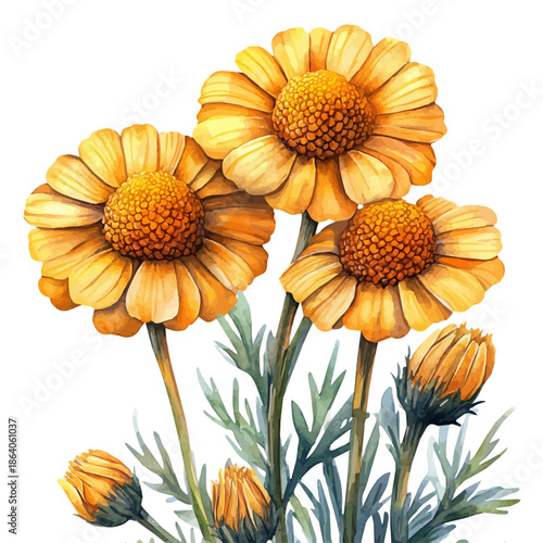 Achillea Flower, delicate painting watercolor vector with vivid brush accents, isolated on a white background.