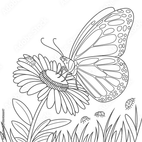 Butterfly feeding on daisy isolated on white background, Vector, illustration