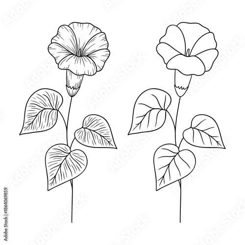 Morning glory - september birth month flower, line art vector set in monochrome style. Hand drawn botanical illustration. Floral sketch expressing individuality, minimalism and tattoo design concepts.