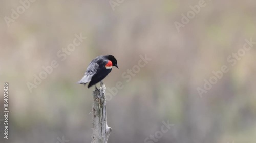 Red-winged blackbird bird singing and perched on a wooden stump with blur background