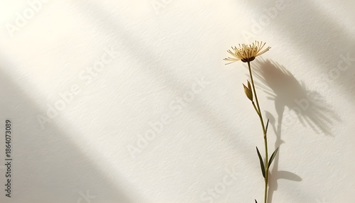 Ultra Minimalist Botanical Background with Floating Wildflower and Textured Paper