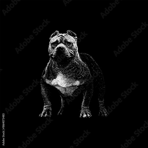 A powerful American Bully standing confidently showcasing its muscular build, broad chest, and strong stance. This high-contrast portrait highlights strength, loyalty, and modern bully breed aesthetic