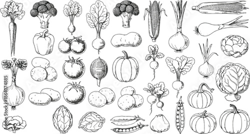 Hand drawn vintage engraving style vegetable collection, featuring carrots, broccoli, tomatoes, pumpkins, corn, organic garden greens, for healthy food design, and branding