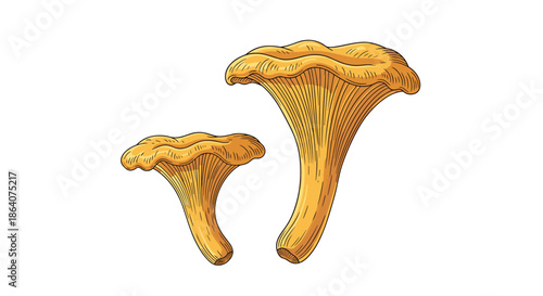 Detailed botanical illustration of two yellow chanterelle mushrooms in different sizes isolated on a white background for culinary and nature art.