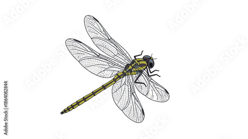 Dragonfly illustration isolated on white, detailed insect vector.