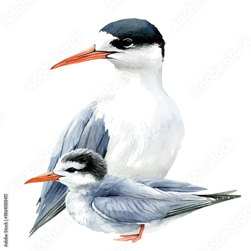Quadro su tela A Mother Tern With Her Kid, charming watercolor vector with soft tones and graceful design, isolated on a white background