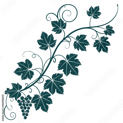 Elegant vine with grapes