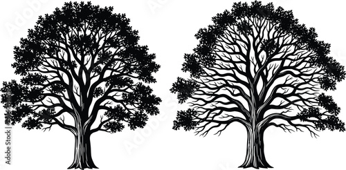 Large oak tree silhouettes vector illustration set, detailed full leaf canopy and intricate bare branches shapes, two different types of natural deciduous forest 