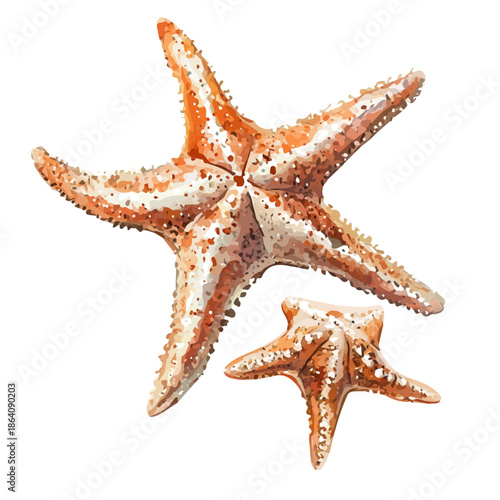 Mother Starfish With Her Kid, delicate watercolor illustration vector with soft and elegant colors, isolated on a white background.