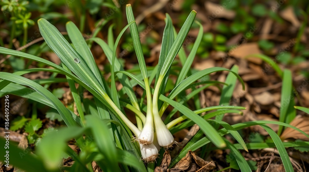 Fototapeta premium wild leeks ramps leaves allium tricoccum wild garlic foraged in forest fresh spring edible plants woodland