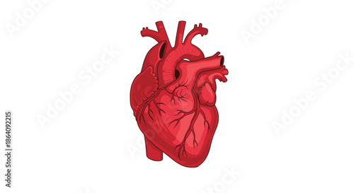 Detailed red anatomical heart illustration showing veins and arteries isolated on a white background for medical and biological study.