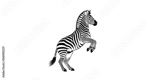 Detailed black and white line art illustration of a zebra rearing up on its hind legs isolated on a white background.