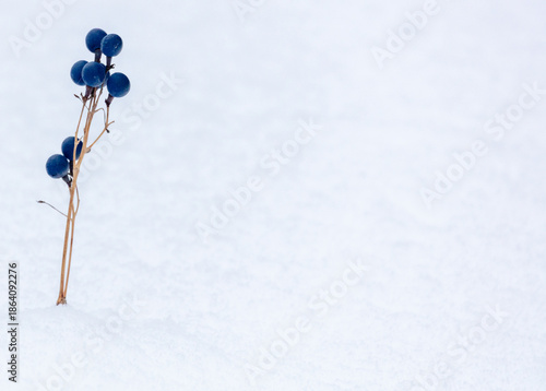 Blue cohosh berries in deep snow