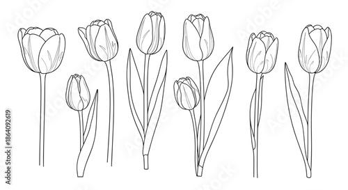 Set of botanical line drawings of various tulips in different stages of bloom for floral design or coloring book.