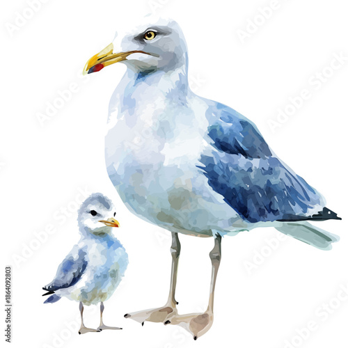 watercolor of Mother Seagull With Her Kid graphic, isolated on a white background.