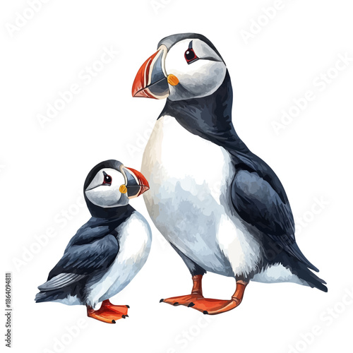 watercolor graphic of Mother Puffin With Her Kid, isolated on a white background.