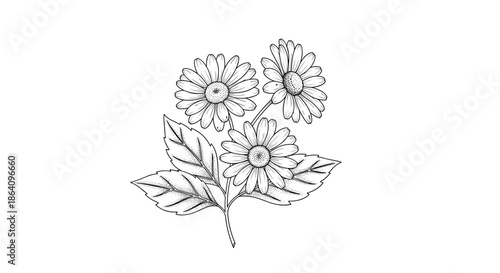 Classic black and white botanical illustration of a chamomile or daisy bouquet, hand-drawn in a detailed, vintage engraving style.