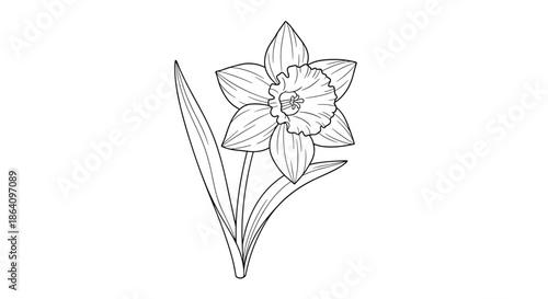 Simple and elegant black and white line art illustration of a single daffodil flower, hand-drawn in a clean, classic style.