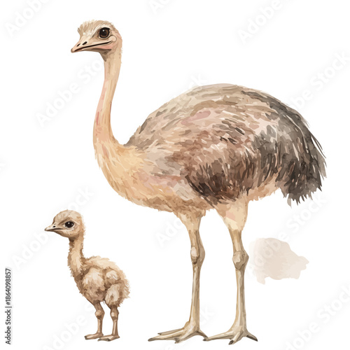 Mother Ostrich With Her Kid, beautiful watercolor illustration with vivid colors and detailed vector style, isolated on a white background.