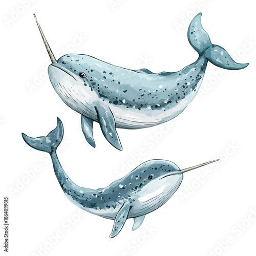 Mother Narwhal With Her Kid, charming watercolor vector with soft tones and graceful design, isolated on a white background.