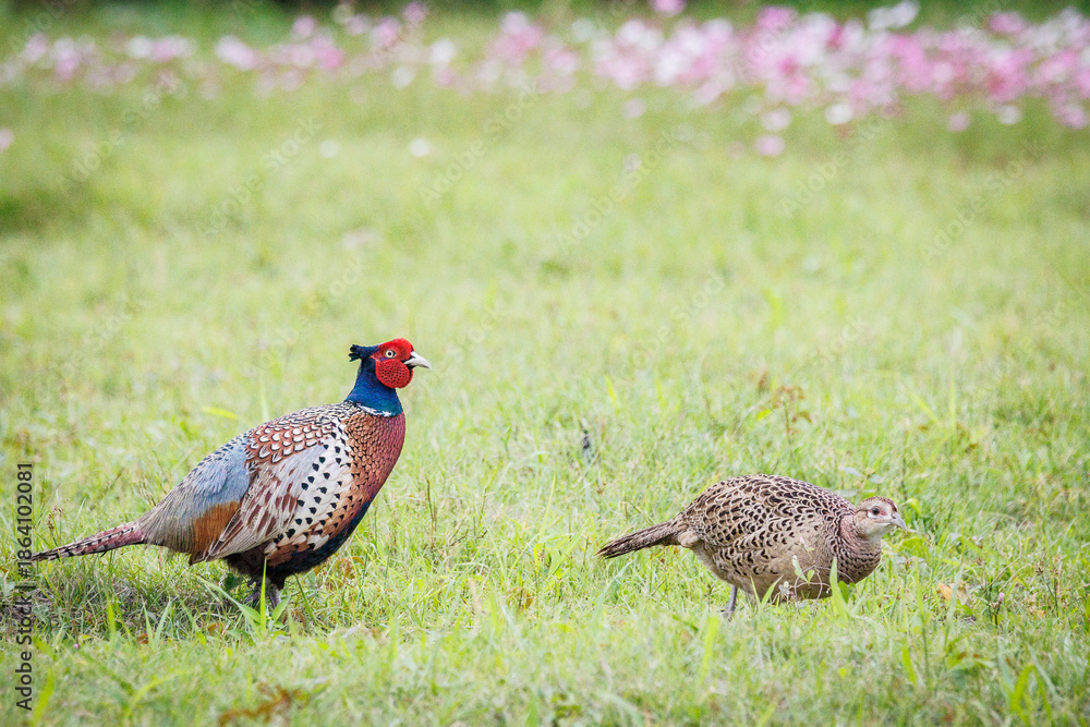 Fototapeta premium A pair of Ring-necked Pheasants (Phasianus colchicus) foraging among blooming cosmos flowers, showcasing sexual dimorphism in wildlife photography.