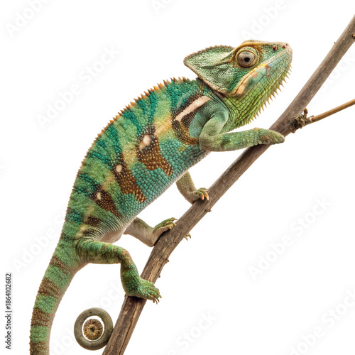 Chameleon Illustration for Nature and Educational Use

