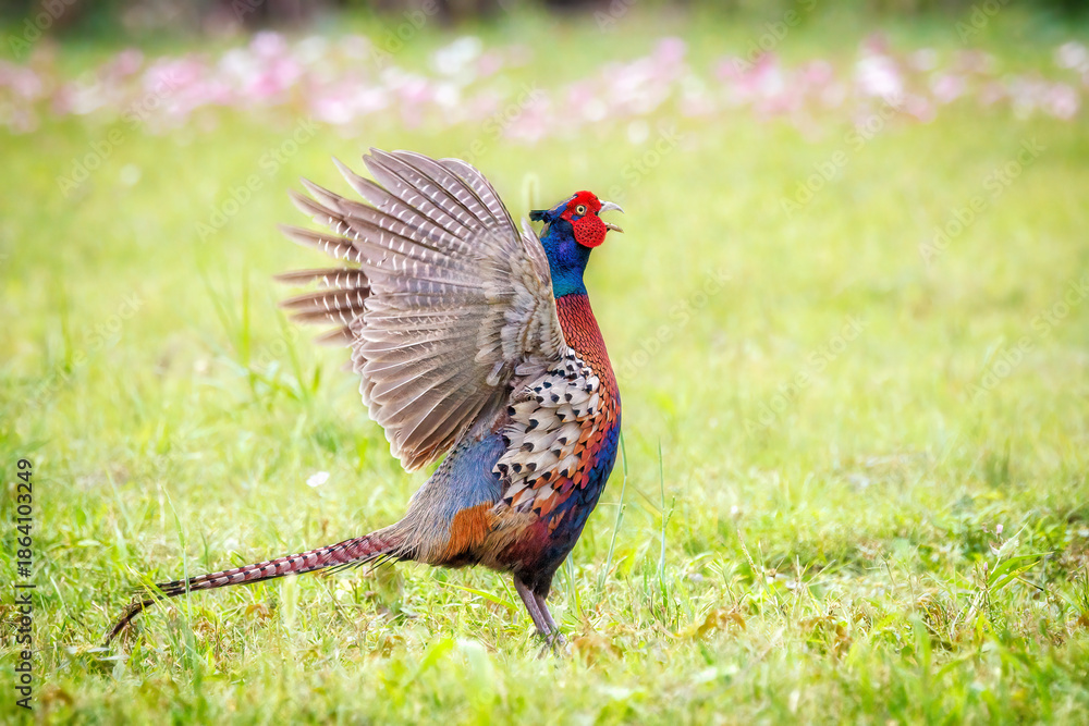 Fototapeta premium Male Ring-necked Pheasant (Phasianus colchicus) flapping wings and crowing on green grass, dynamic wildlife photography.