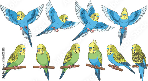 Colorful budgerigar parakeet bird set with flying and sitting poses cartoon pet vector illustration