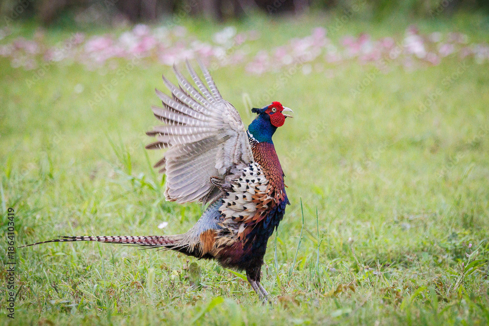 Fototapeta premium Male Ring-necked Pheasant (Phasianus colchicus) flapping wings and crowing on green grass, dynamic wildlife photography.
