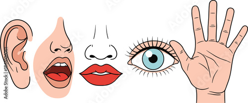 Human senses organs vector illustration set showing ear mouth lips eye and hand for education and anatomy design