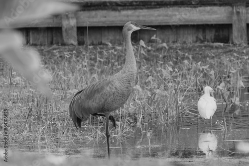 Foto A sandhill crane stands in a beautiful pond in Pasco County, Tampa Bay, Florida, surrounded by graceful white egrets wading nearby