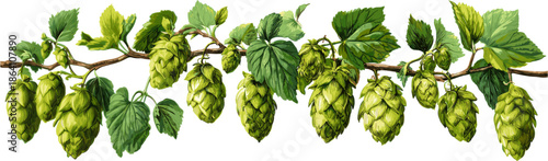 green branches and cones of hops, hand-drawn vector illustration isolated on a white background