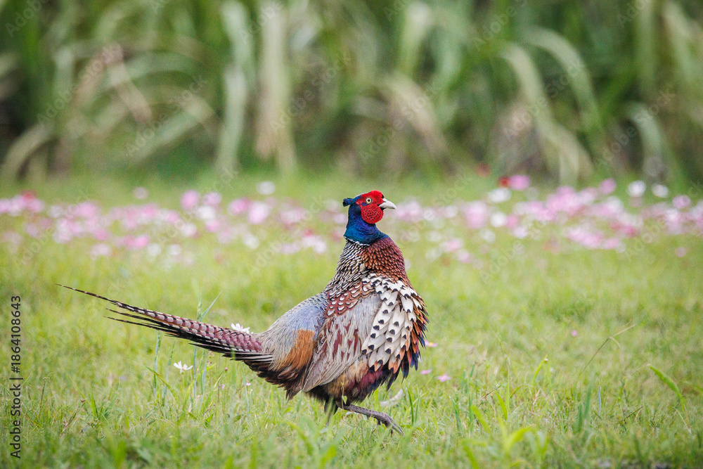 Fototapeta premium Male Ring-necked Pheasant (Phasianus colchicus) flapping wings and crowing on green grass, dynamic wildlife photography.