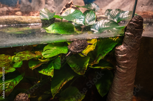 Spotted beauty gliding through quiet waters, Jacksonville Zoo, Jacksonville, Florida, United States of America