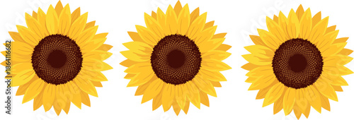 Bright sunflower illustration set featuring three yellow blooming sunflowers isolated on white background for summer, nature, and decorative design projects