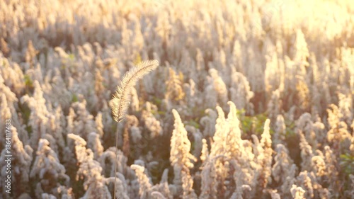 冬に枯れた群生するセイタカアワダチソウの中で風に揺れる一本の狗尾草